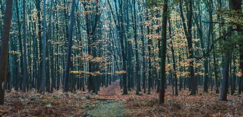 Autumn forest with color changing foliage. North Rhine-Westphalia, Germany