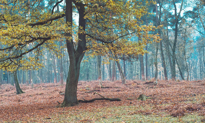 Some trees with autumn leaves in forest. North Rhine-Westphalia, Germany