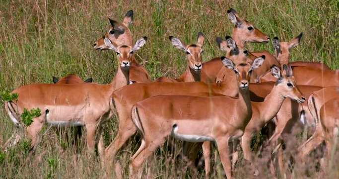 Herd Of Female Impalas; Nairobi National Park; National Park, Nairobi, Kenya, Africa