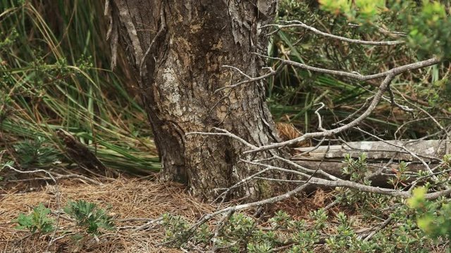 echidna foraging leaves the shot to the right at cape pillar on the three capes track in tasmania