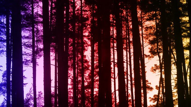 Windy evening in pine forest
