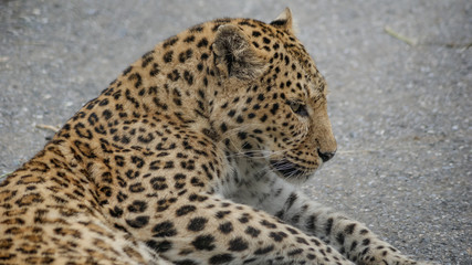 Lying leopard in zoo