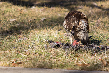Red Shouldered Hawk Eating His Prey