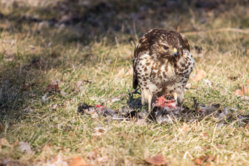 Red Shouldered Hawk Eating His Prey