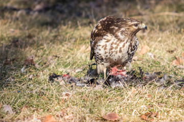 Red Shouldered Hawk Eating His Prey