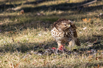 Red Shouldered Hawk Eating His Prey