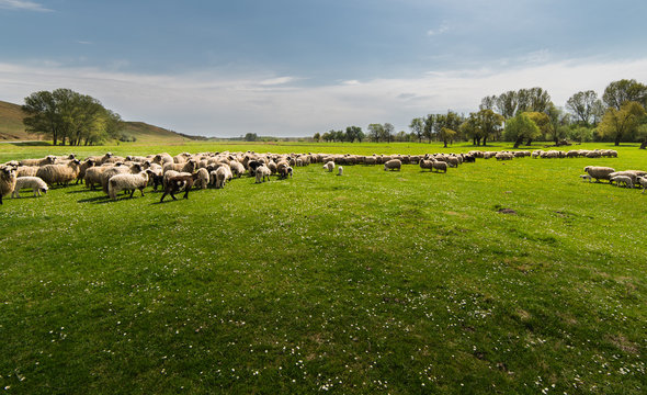 Herd of sheep on pasture - meadow in spring