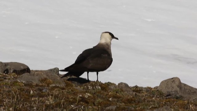 Arctic skua is real predator
