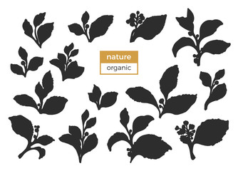 Vector set of mate tea tree branches