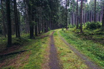 Fototapeta na wymiar Road in forest of Table Mountains in Sudetes near Karlow village, Poland