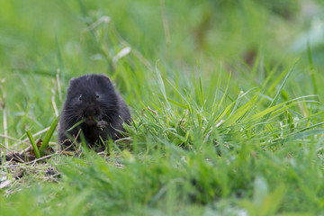 Black fossorial water vole (Arvicola amphibius) eating grass in Glasgow park