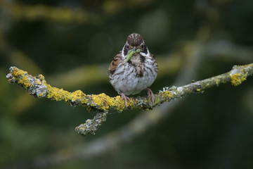 Female Reed Bunting (Emberiza schoeniclus) with grubs at Balgray Reservoir