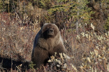 Grizzly Bear Denali National Park Alaska