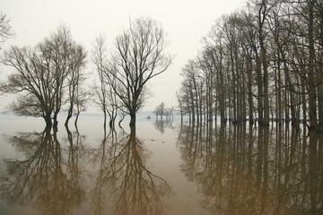 Fototapeta na wymiar Flood in forest, trees silhouettes, Nature park Lonjsko polje, Croatia