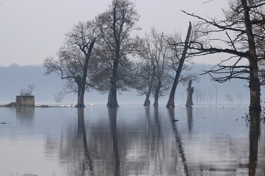 Flood in Nature park Lonjsko polje, Croatia
