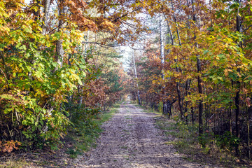 Autumnal colours of Kampinos Forest National Park in Masovia region of Poland