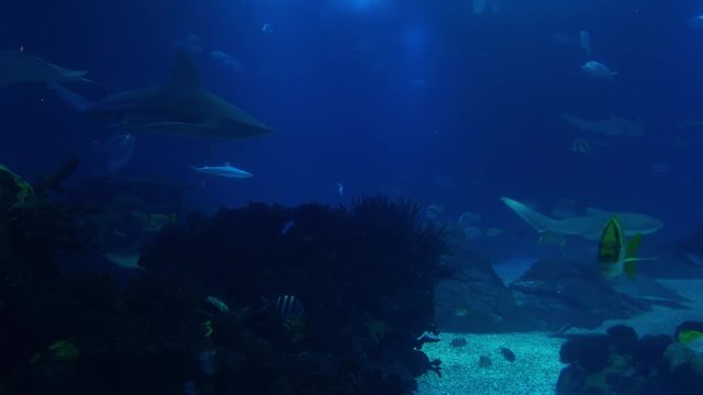 Underwater life of a coral reef. Sharks, rays and other fish. Large aquarium.