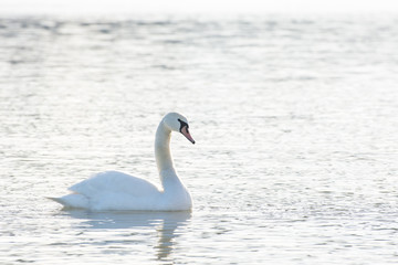 Obraz na płótnie Canvas Swans in the water