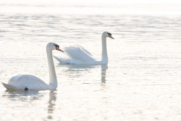 Swans in the water