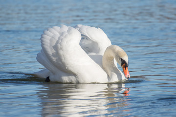 Fototapeta premium Swans in the water