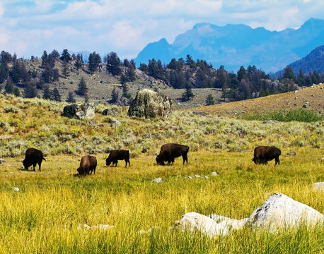 A Buffalo Herd In Lamar Valley, Yellowstone National Park, MT