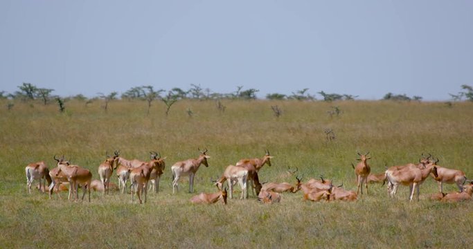 Herd Of Hartebeest Resting; Nairobi National Park; Nairobi, Kenya, Africa