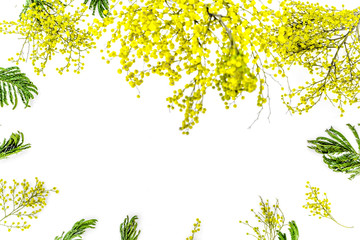 mimosa in glass vase on white background top view