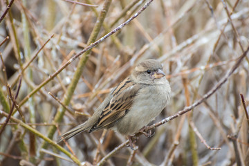 Sparrow bird in the bush