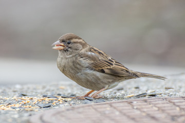 Sparrow bird in the bush