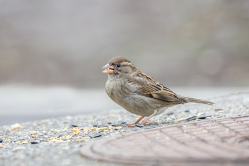 Sparrow bird in the bush