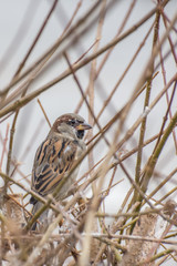 Sparrow bird in the bush