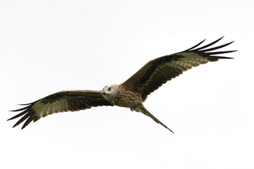 Red Kite Milvus milvus in flight with wings outstretched