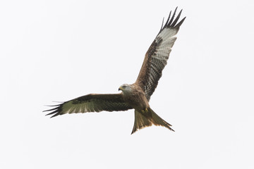 Red Kite Milvus milvus in flight with wings outstretched