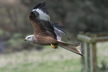 Red Kite Milvus milvus in flight carrying food in talons