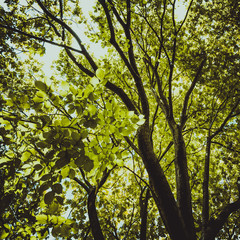 Tree leaves spring
