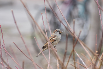 Sparrow bird in the bush