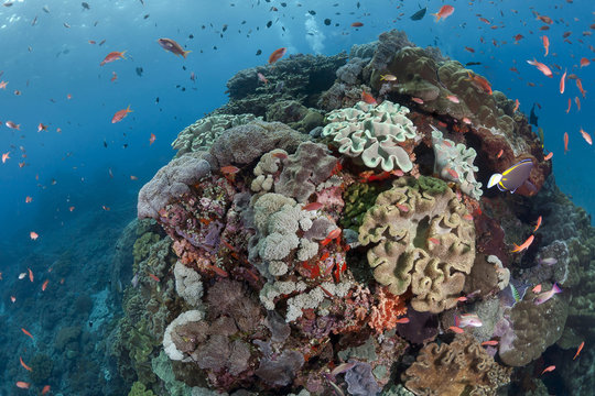 Indonesia, Bali, Nusa Lembonga, Nusa Penida, leathery corals, Sarcophyton sp., and swallowtail seaperches, Pseudanthias sp.
