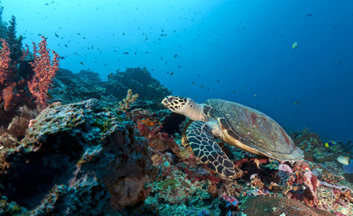Naklejka na ściany i meble Indonesia, Bali, Nusa Lembonga, Nusa Penida, hawksbill turtle, Eretmochelys imbricata