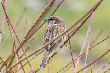 Sparrow bird in the bush