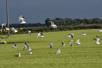 Fototapeta na wymiar drove of seagulls