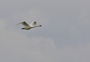 swan flying the flight