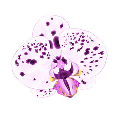 Dots orchid  closeup isolated Phalaenopsis  Purple and white  beautiful flower   vintage  vector closeup illustration editable  hand draw