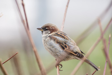 Sparrow bird in the bush