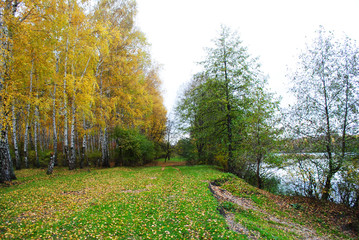 Line of yellow birches forest  near river bank, cloudy autumn sky