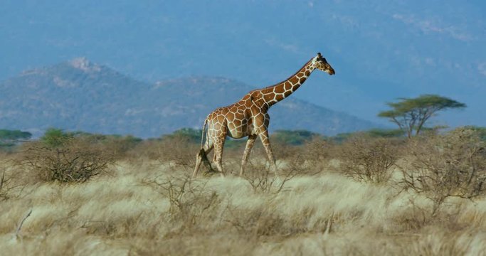 Reticulated Giraffe Walking; Samburu 13 October 16; Samburu, Kenya, Africa