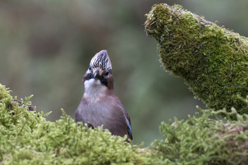 Jay (Garrulus glandarius) perched on moss covered tree stump