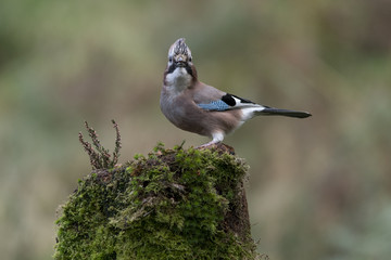 Jay (Garrulus glandarius) perched on moss covered tree stump