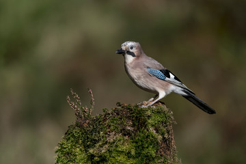 Jay (Garrulus glandarius) perched on moss covered tree stump