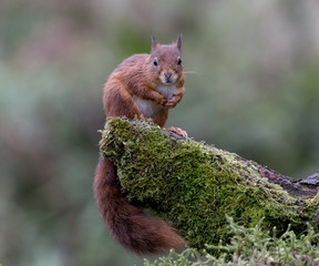 Red Squirrel (Sciurus vulgaris)  perched on log looking towards camera