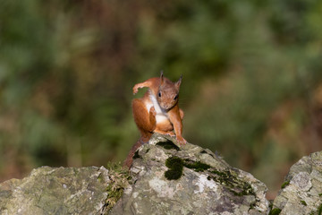 Red Squirrel (Sciurus vulgaris) scratching on stone wall